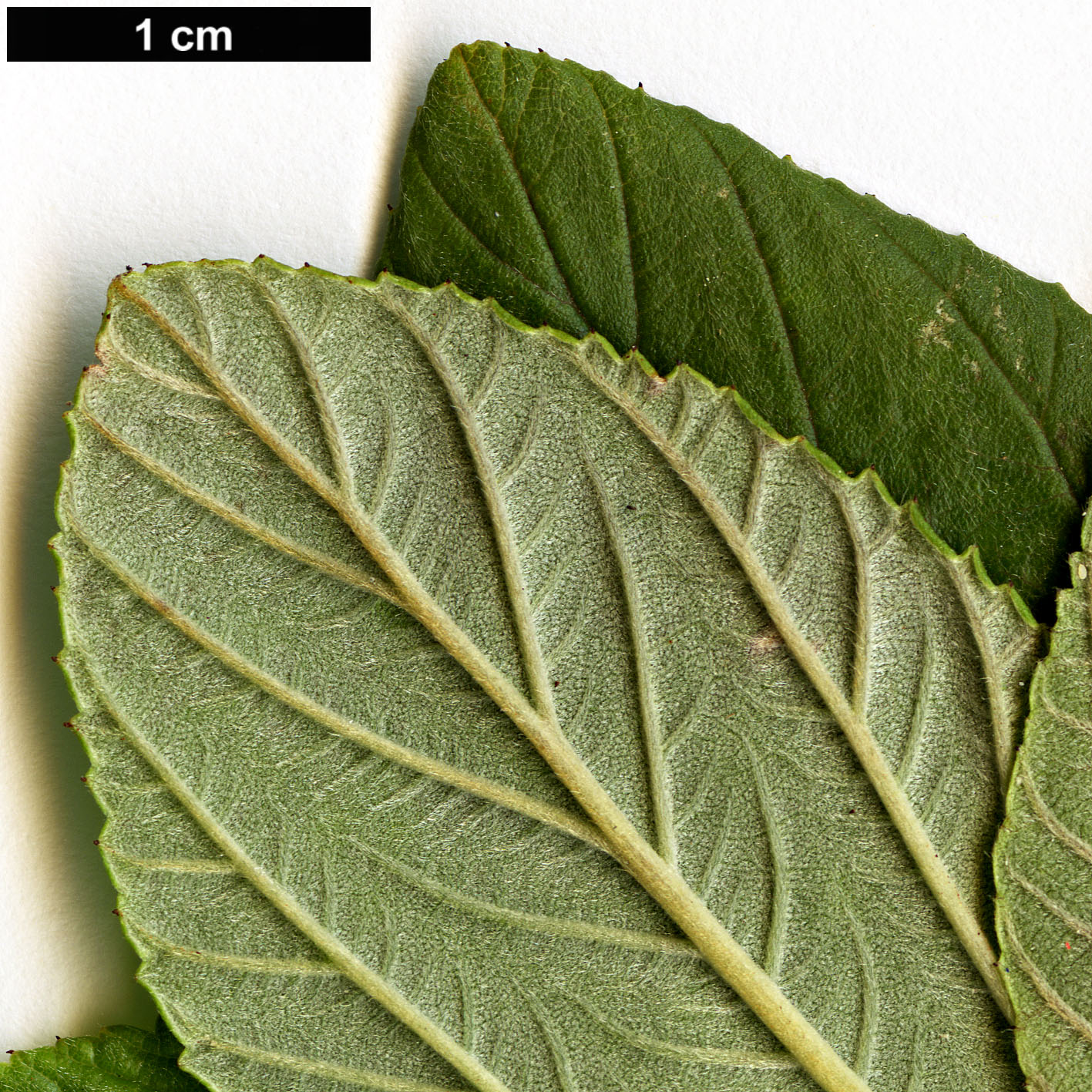 High resolution image: Family: Rhamnaceae - Genus: Ceanothus - Taxon: arboreus - SpeciesSub: ’Trewithen Blue’